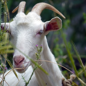 Chèvre blanche au milieu de plantes hautes - Crète  - collection de photos clin d'oeil, catégorie animaux